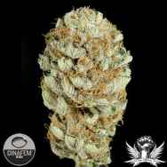 Dinafem Seeds Blue Kush